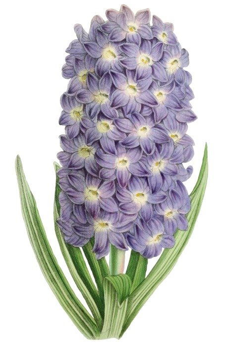 lush flower as an art