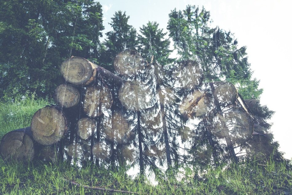bottom view of the trees in the forest at the sunlight