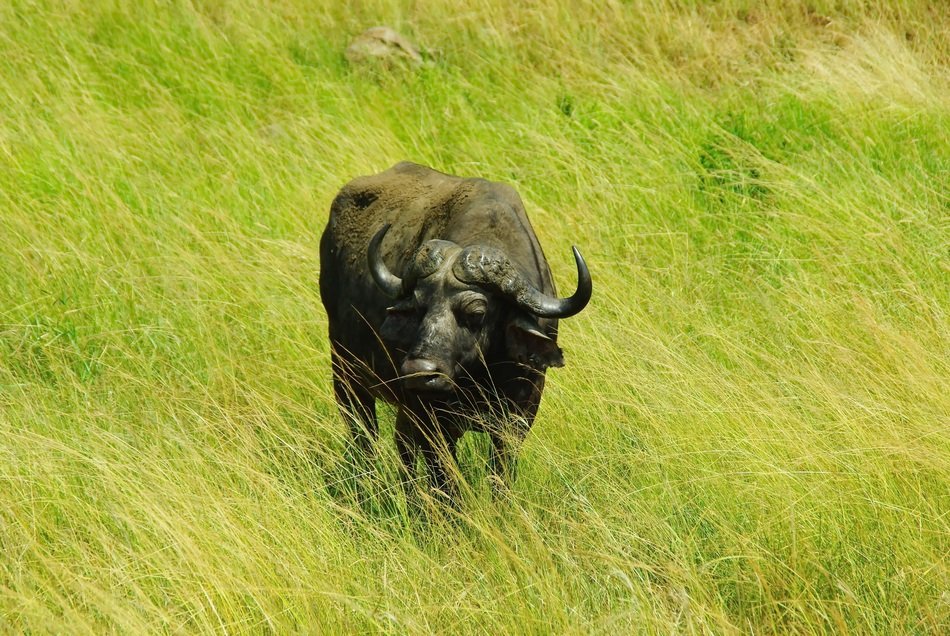 Picture of the buffalo in a Kruger park