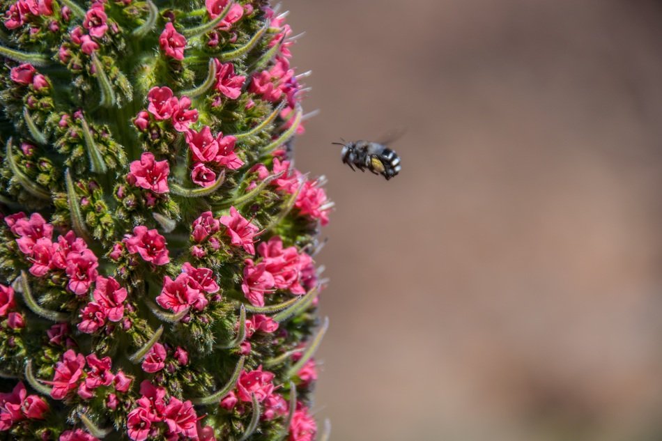insect near the blooming candle