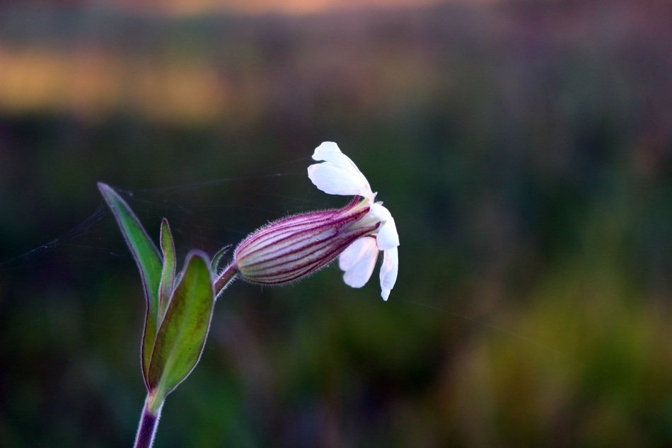 Macro picture of Blossom