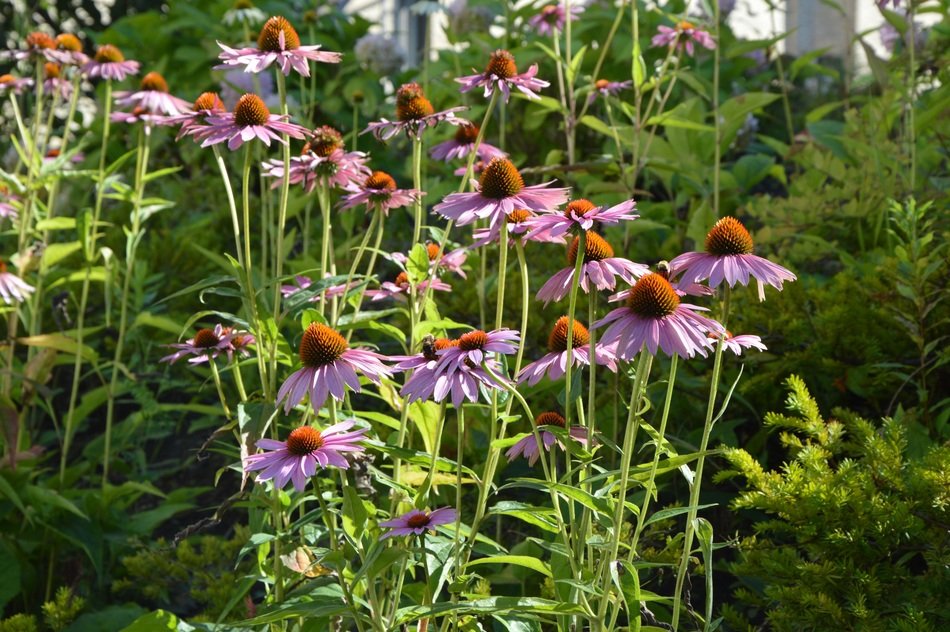 echinacea flowers in the garden in the shade