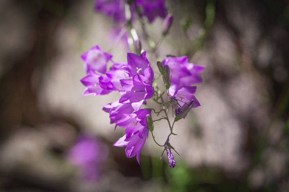 Bellflower Purple