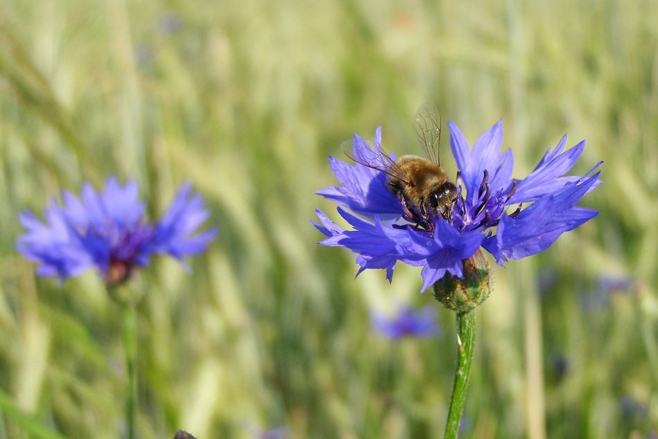 Cornflower Bluebottle