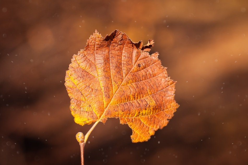 Brown leaf with blurred background