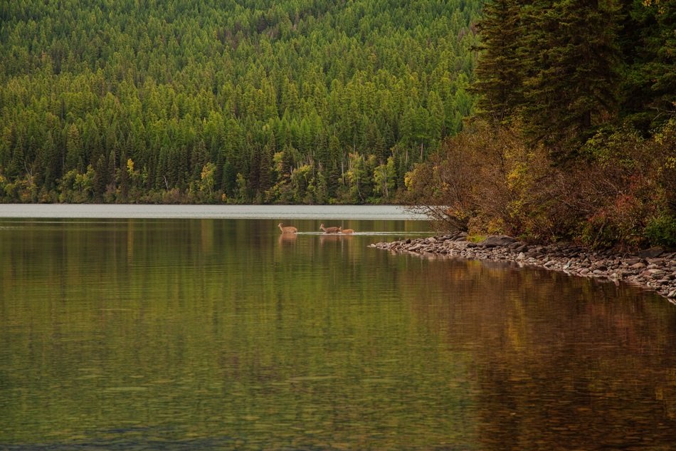 Deer on a lake bank