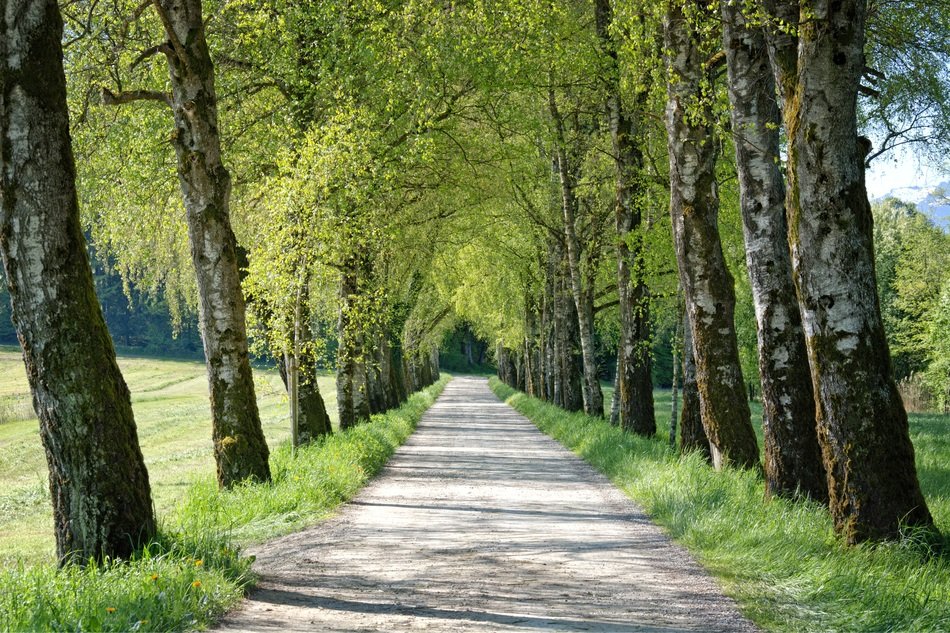 landscape of path among birches in the spring