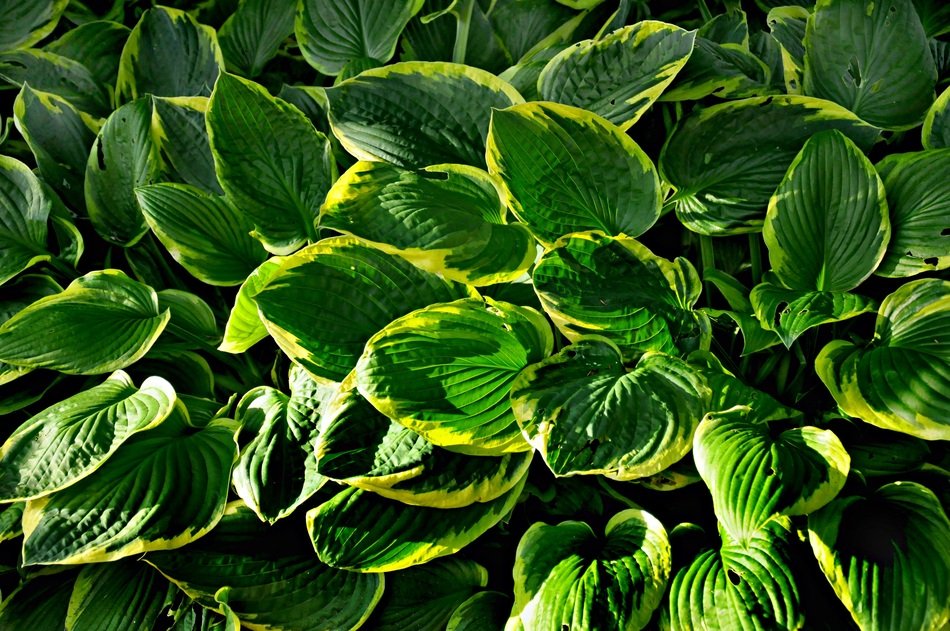 green leaves on the flowerbed