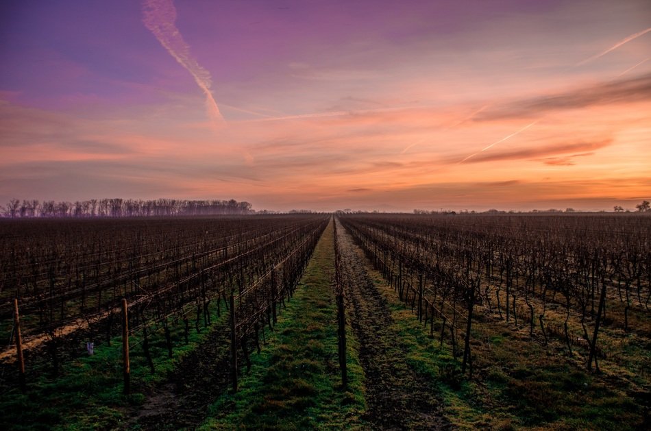 field in the countryside at sunset