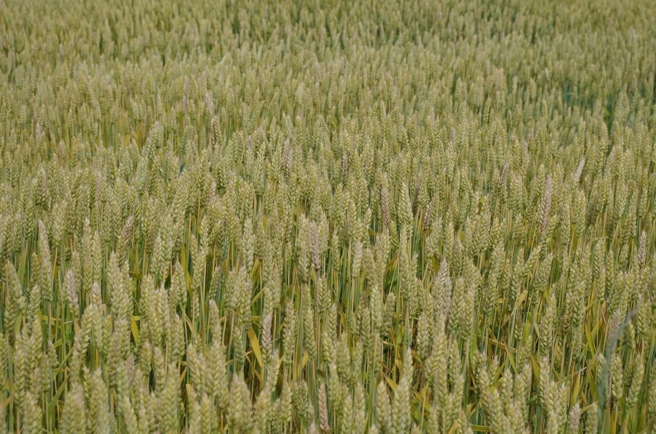 good barley crop