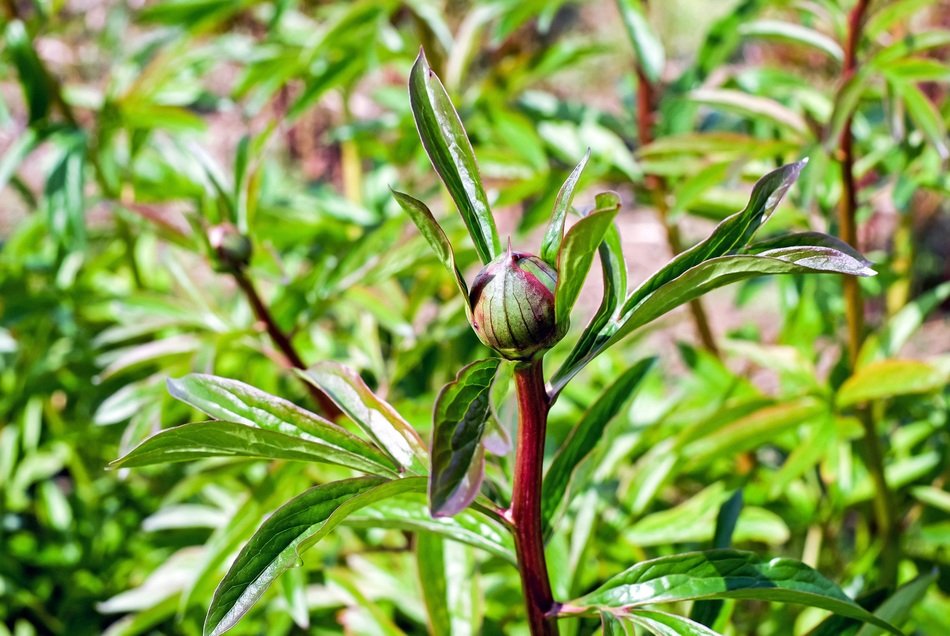 Peony Buds at sunny weather