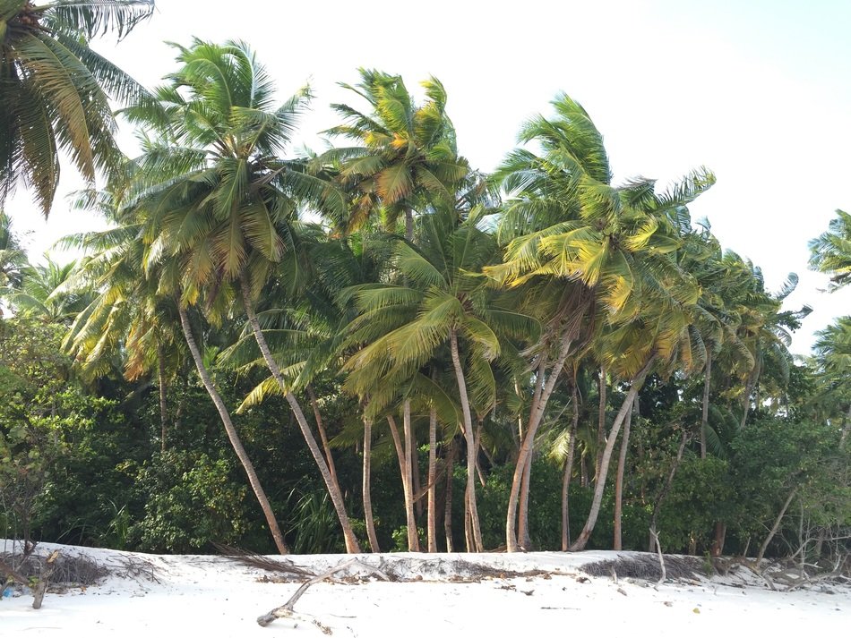 Palm Trees Sand Beach Beach Sand