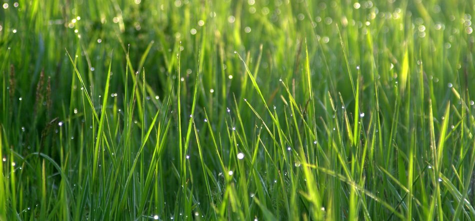 Drops of water on a Grass