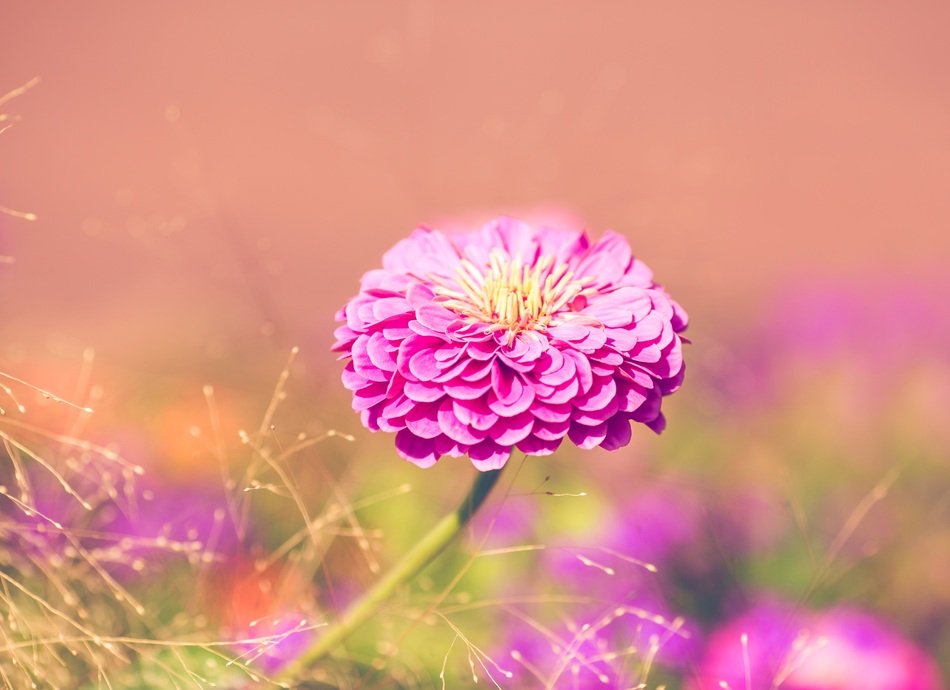 zinnia bright flower in the sunlight