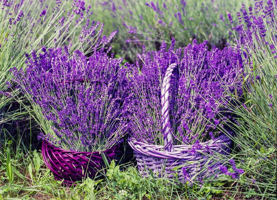 full baskets of bright lavender