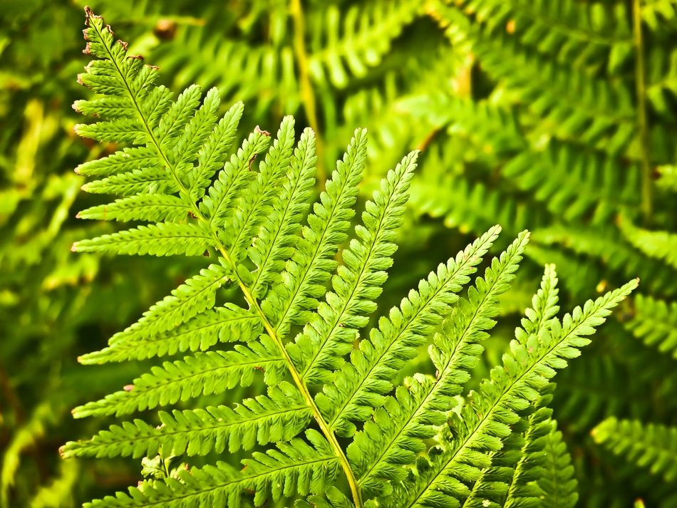 Leaves of the fern in the forest