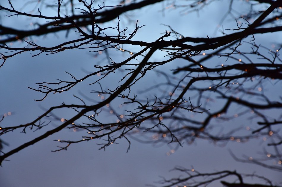Tree Water Drop