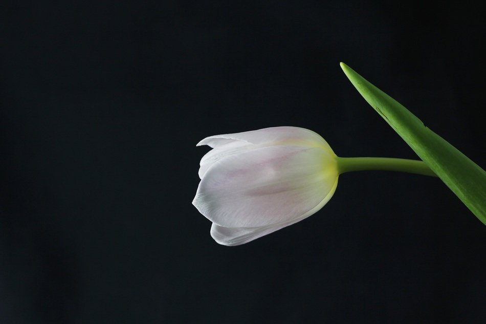white tulip on black background