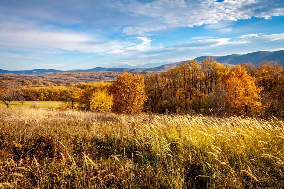 autumn field on a background of golden trees