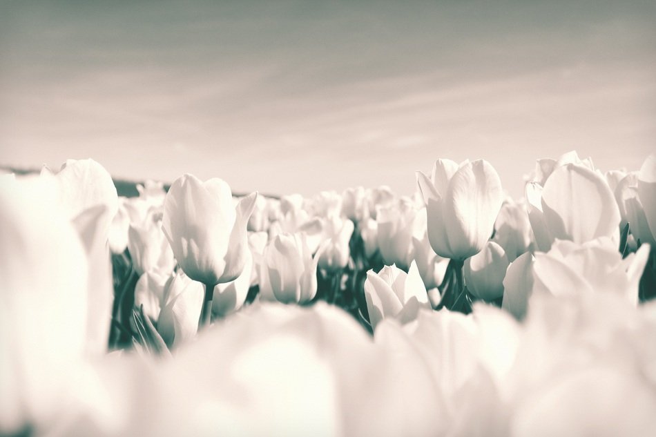 Closeup of the Tulip field
