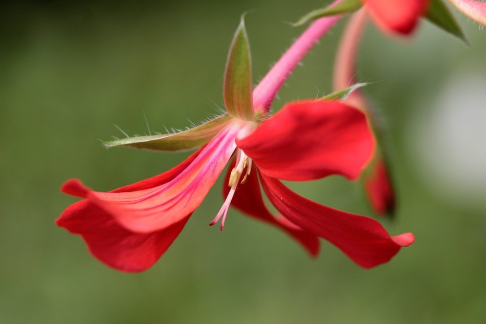 Geranium Pelargoniums on a blurred background