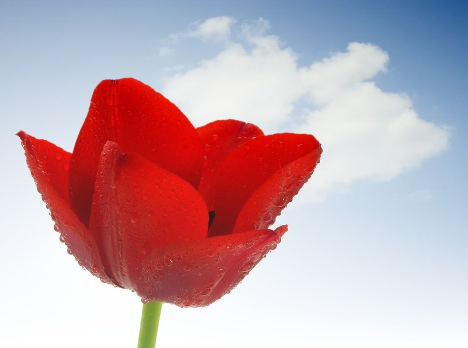 red tulip on a background of clouds