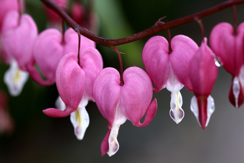 pink flowers in a shape of hearts, Macro