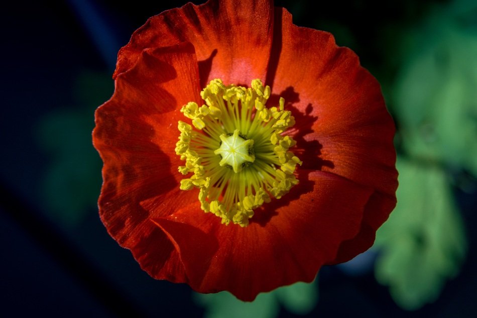 island-poppy with a yellow heart
