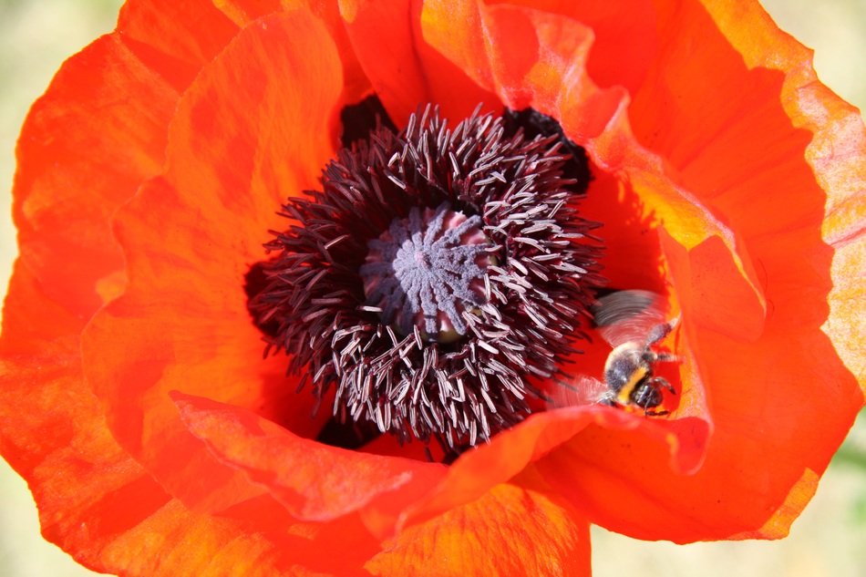 incredibly handsome Poppy with Bee