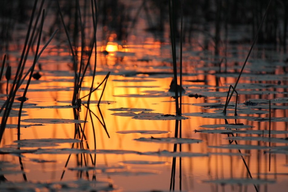Abendstimmung Water, Botswana