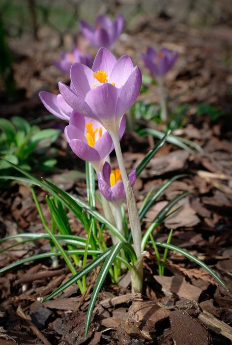 Crocus Flower S