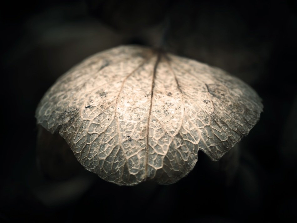 Close-up of the beautiful hydrangea leaf on a black background