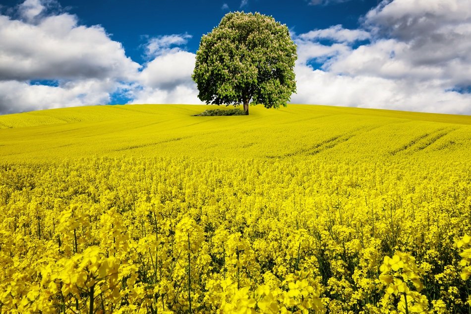 wonderful Oilseed Rape