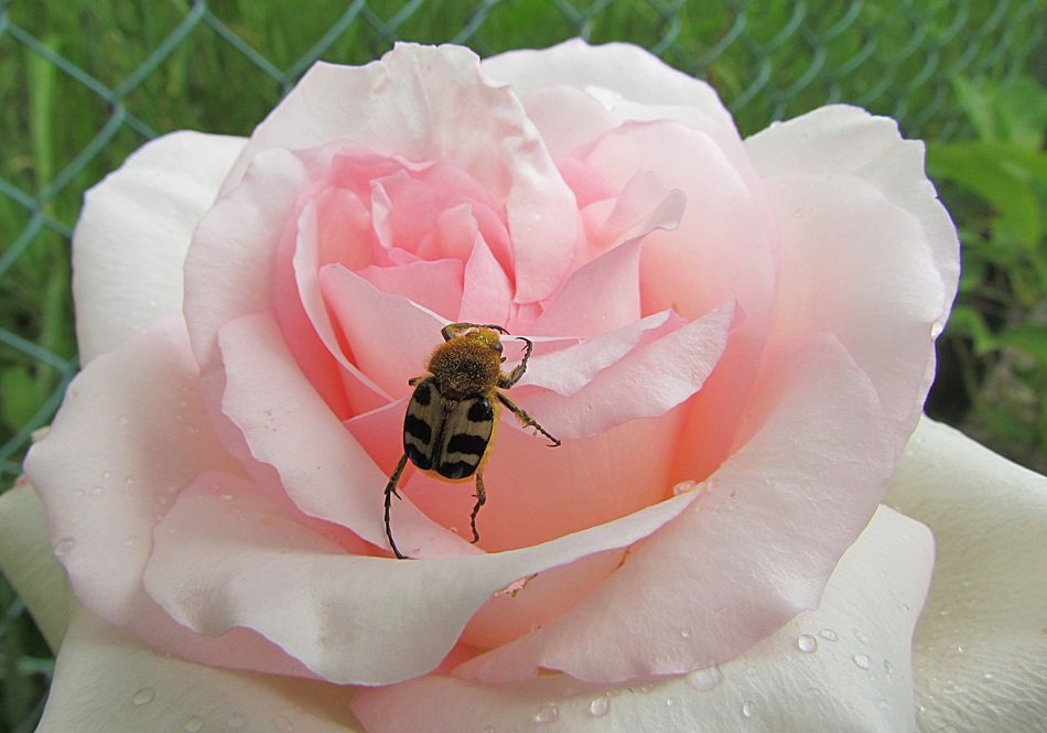 incredibly delicious Rose Pink and Beetle