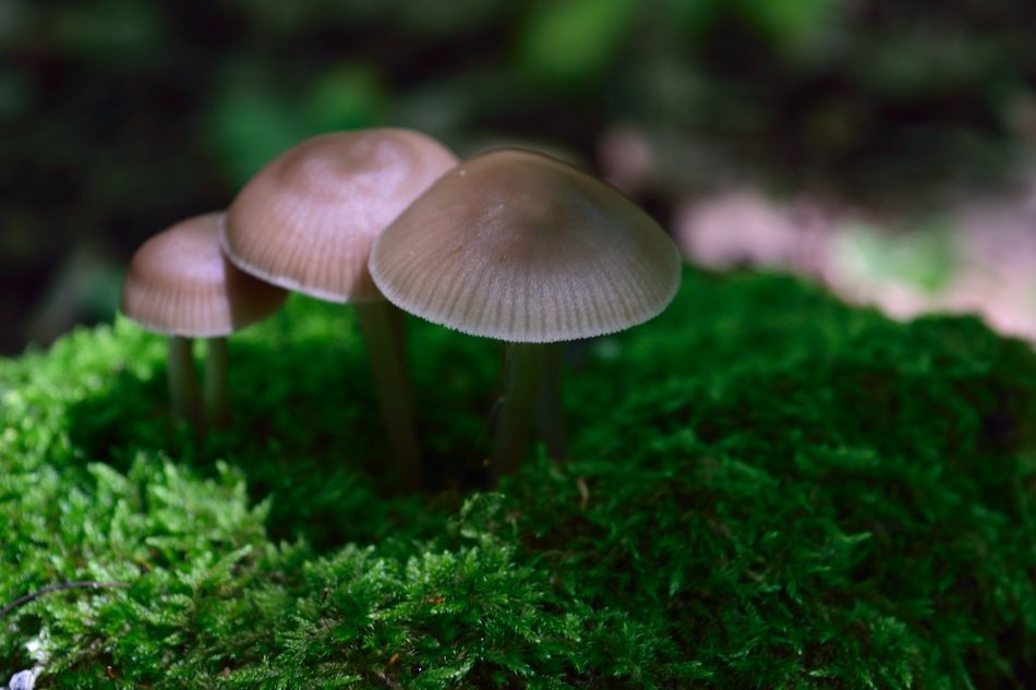 Mushroom Nature Carpet