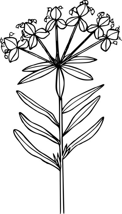 rawn herb on a white background