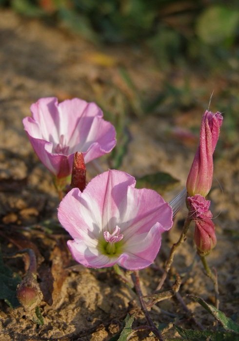 pink field bindweed in the meadow