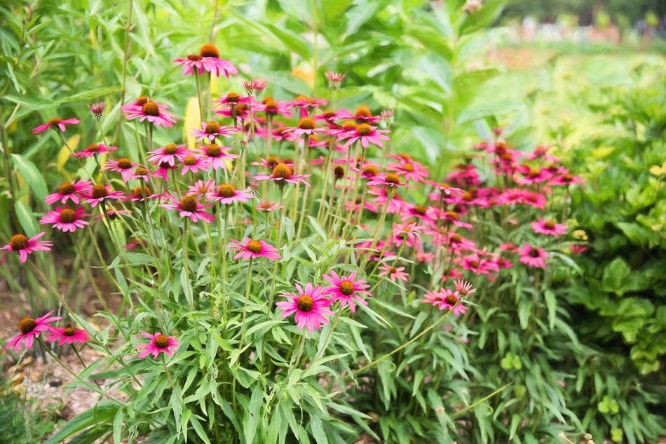 Pink Daisy Flowers in greenery