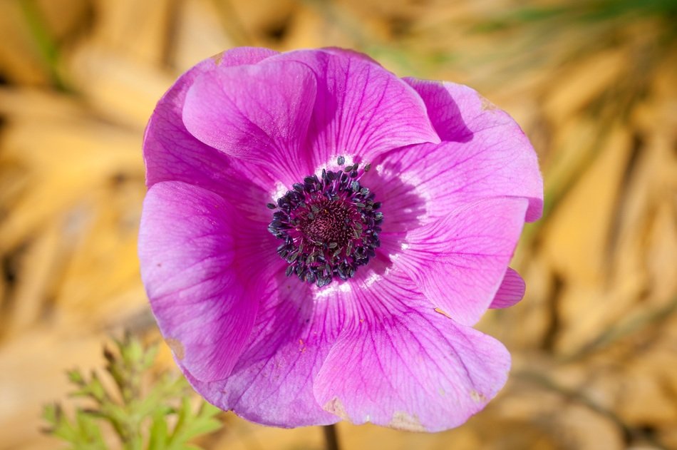 purple petals of the anemone