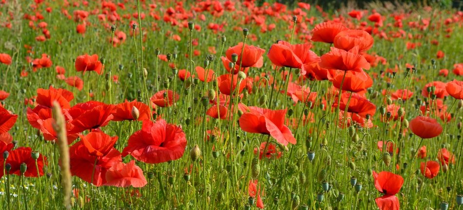 sea of red poppies