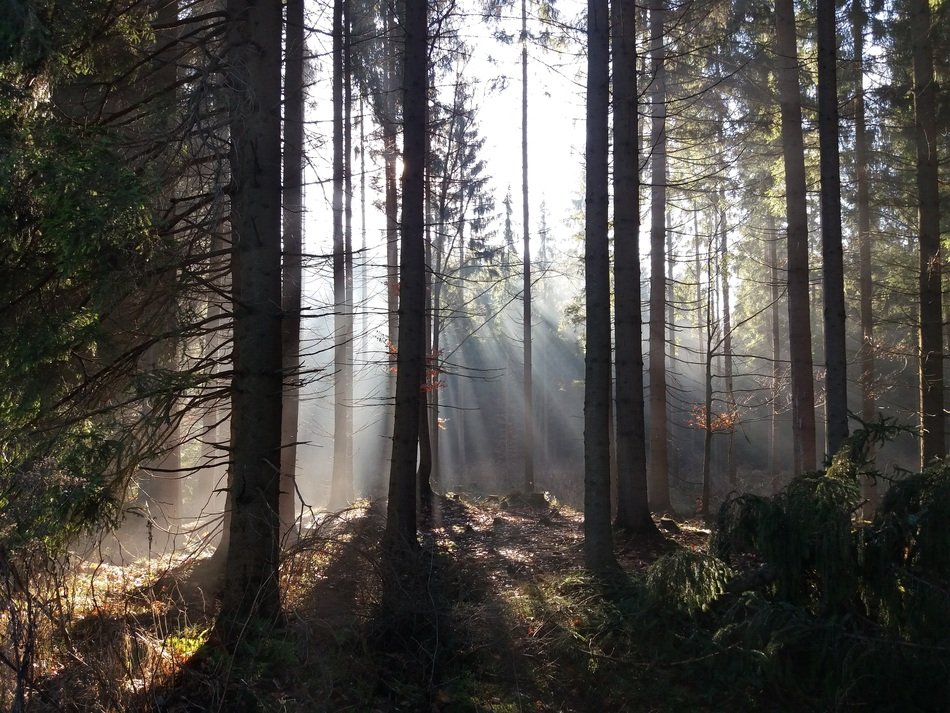 sunlight between tree trunks in the forest