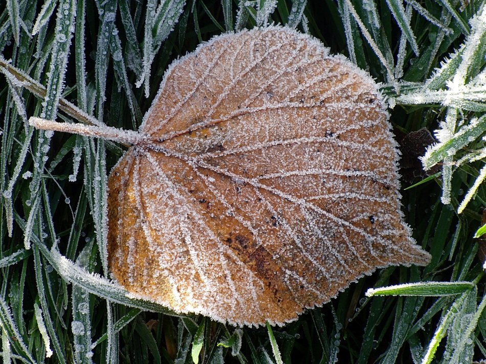 Ice Leaf Frozen Winter Frost