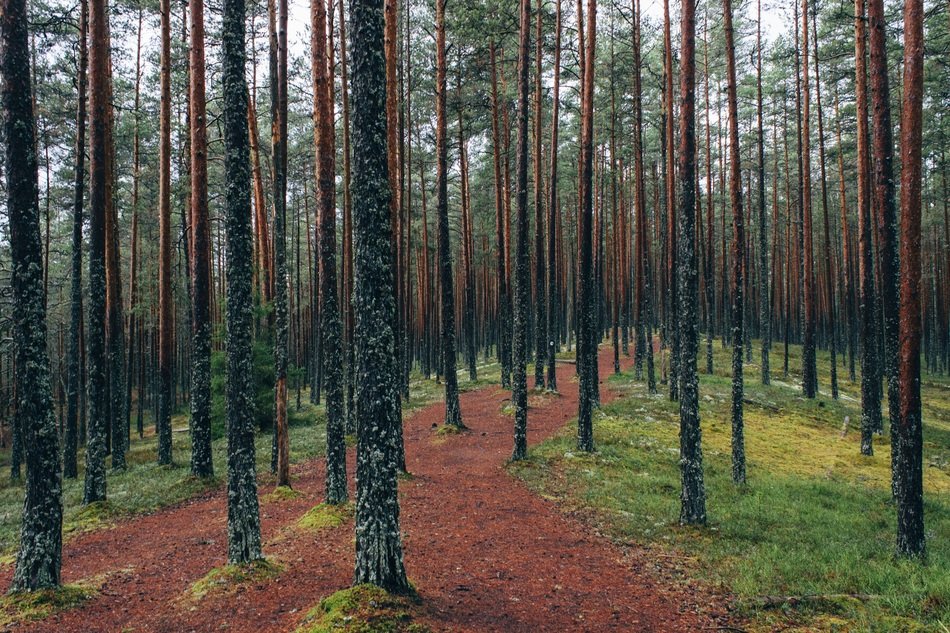 Landscape of the path in the forest