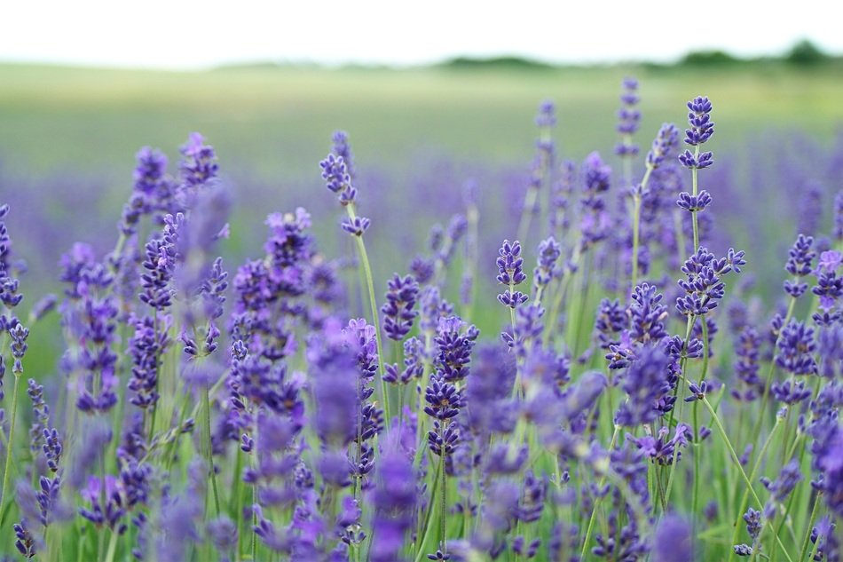 Landscape of Lavender Field