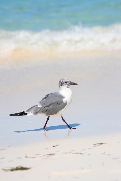 Seagull on sandy beach