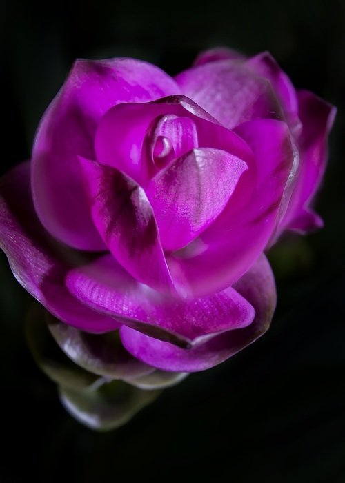 bright purple flower in black background