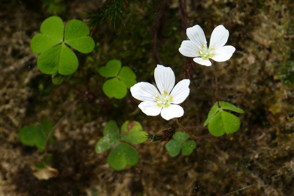 closeup photo of Sorrel Wild Flowers
