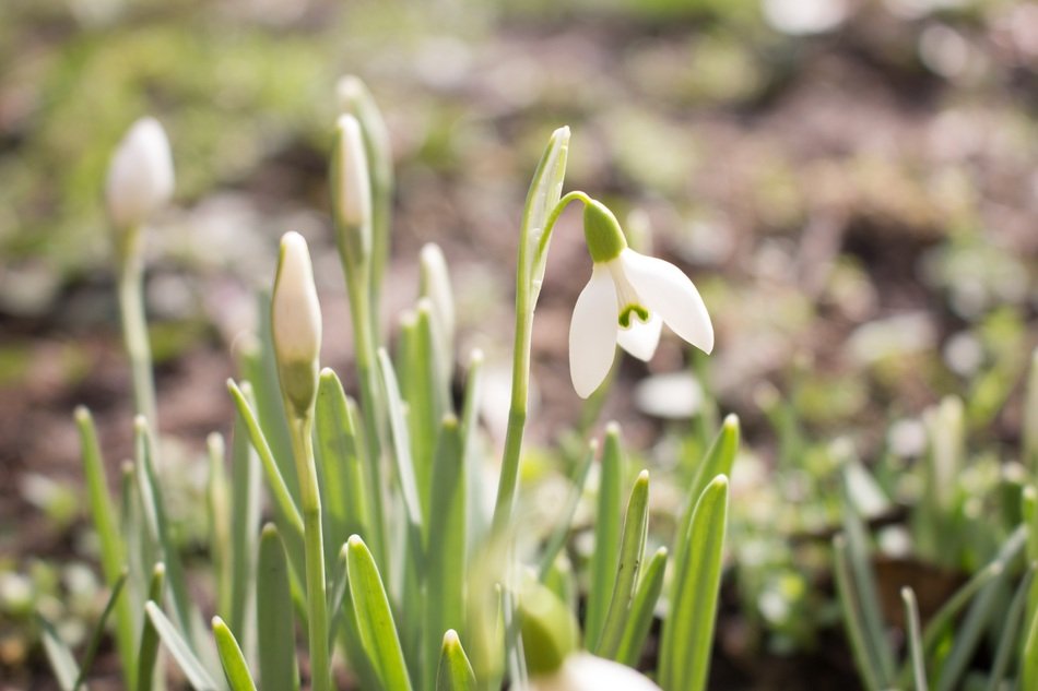 white snowdrops under the rays of the morning sun