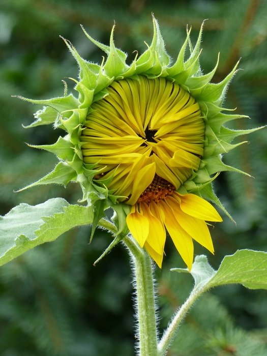 closed Bud sunflower