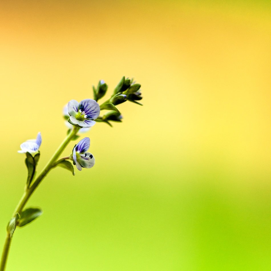 tiny blooming Flower Macro